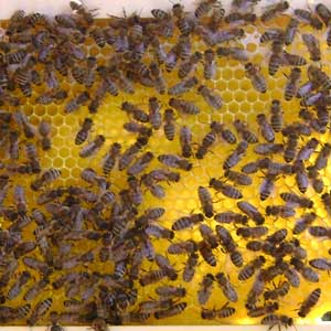 bienen-2